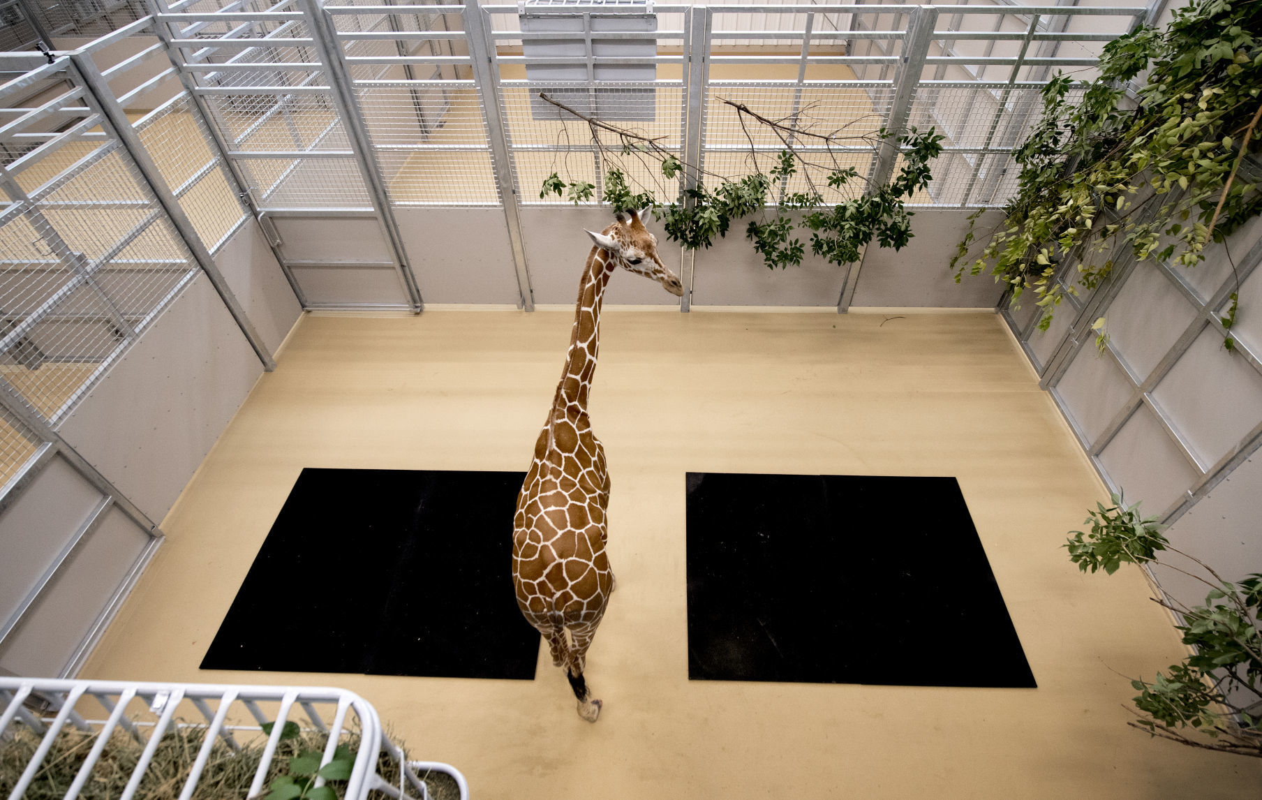 New Zoo Giraffe, 9.4.18